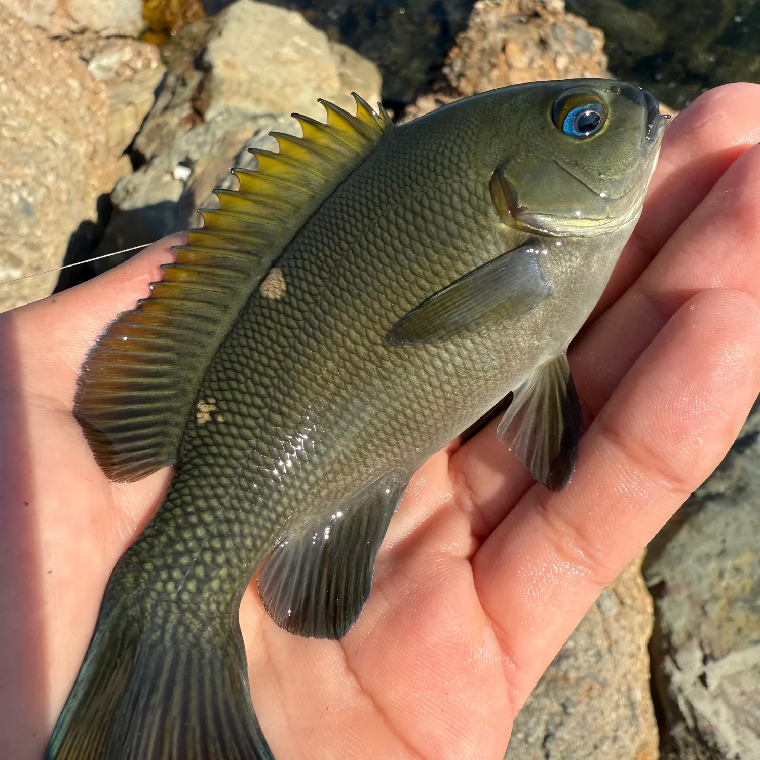 The most recent Opaleye catches on Fishbrain