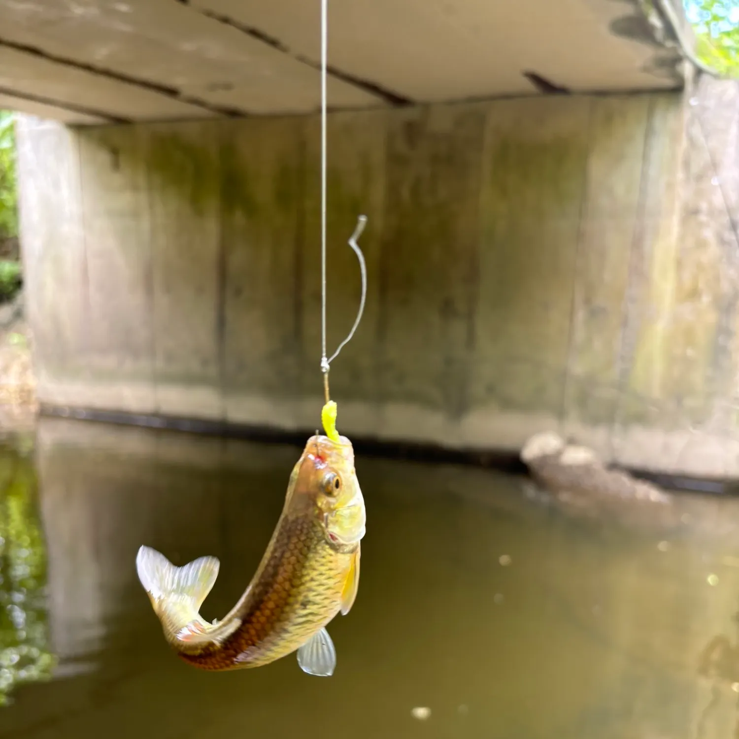 The most recent Northern hogsucker catches on Fishbrain