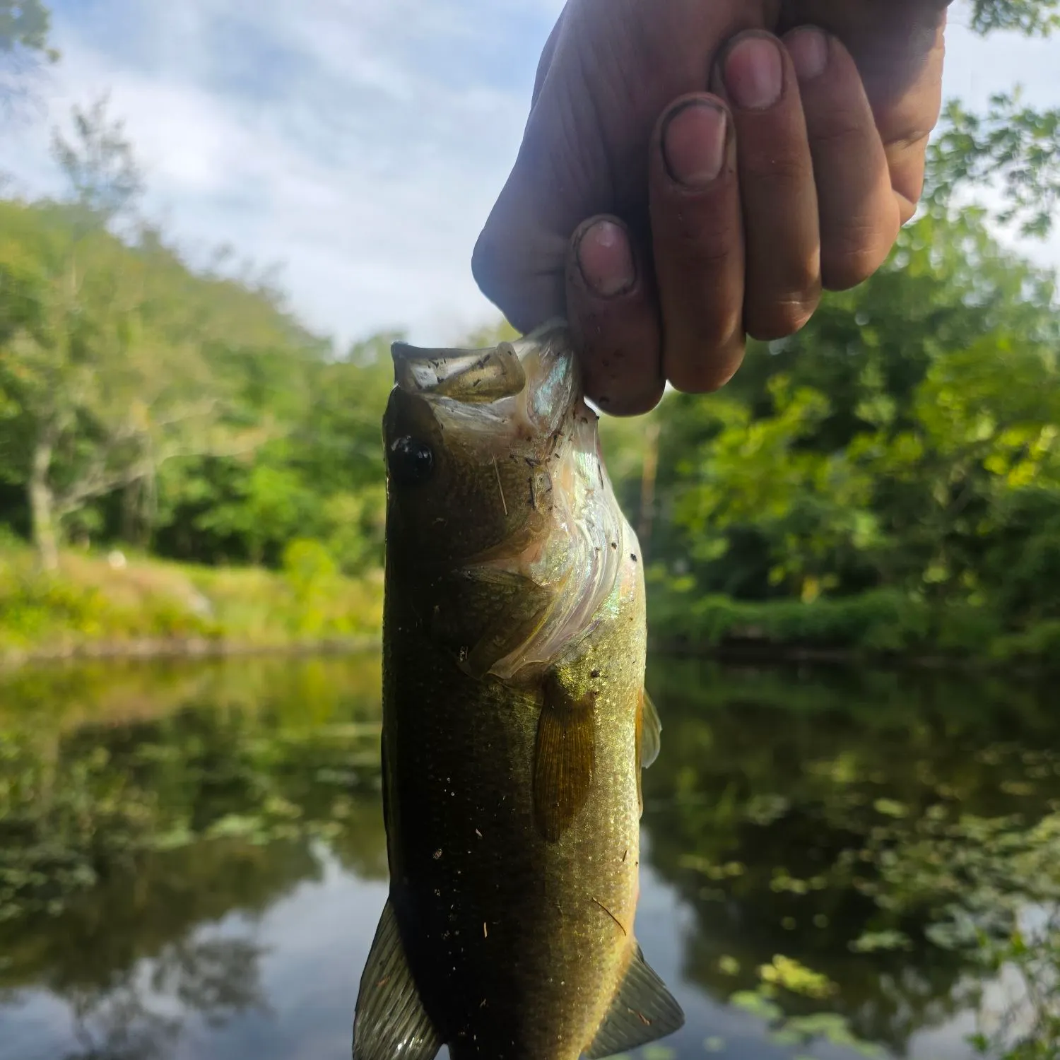Largemouth bass caught on Fishbrain