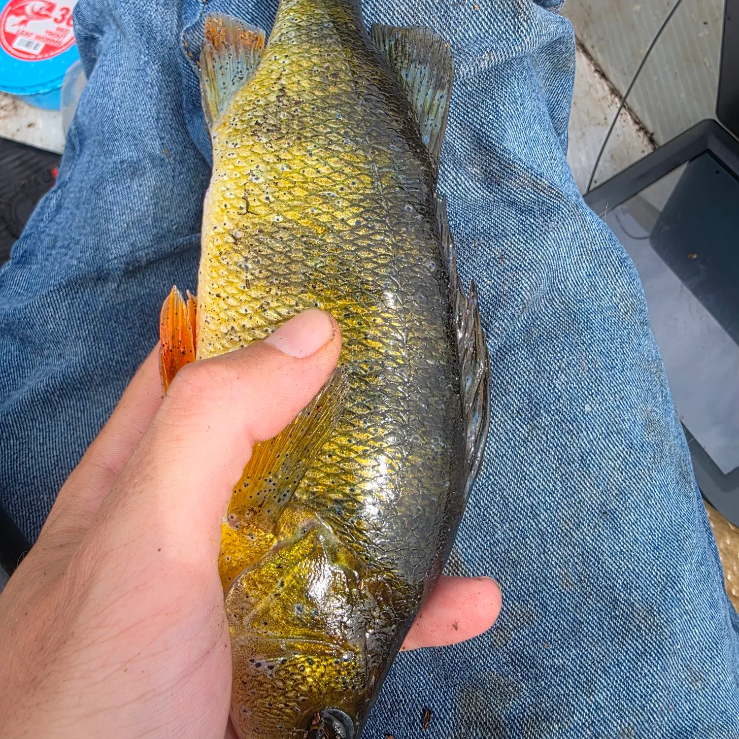 Yellow perch caught on Fishbrain