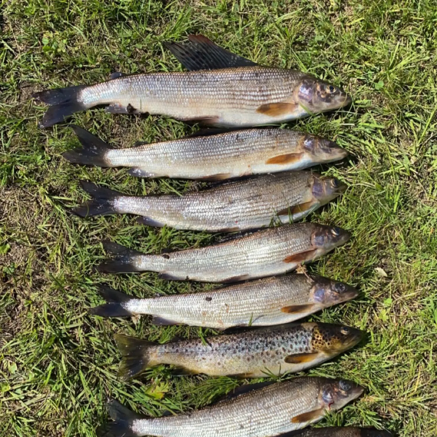 recently logged catches