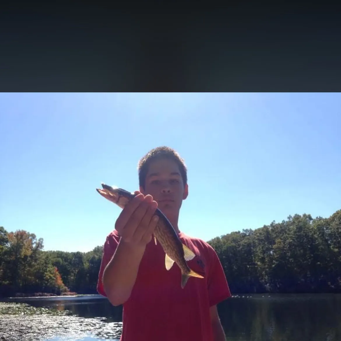 Chain pickerel caught on Fishbrain