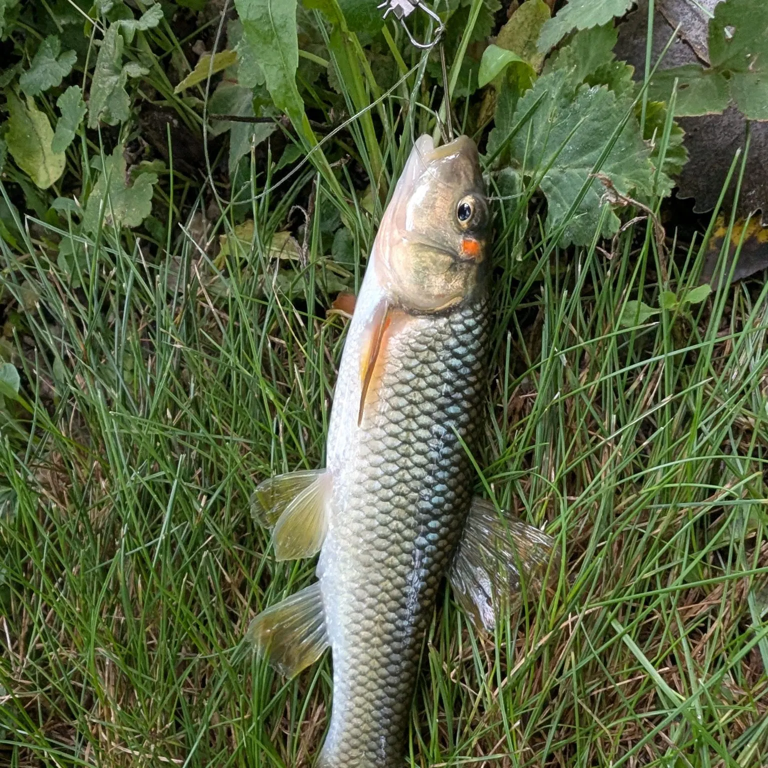 The most recent Hornyhead chub catches on Fishbrain