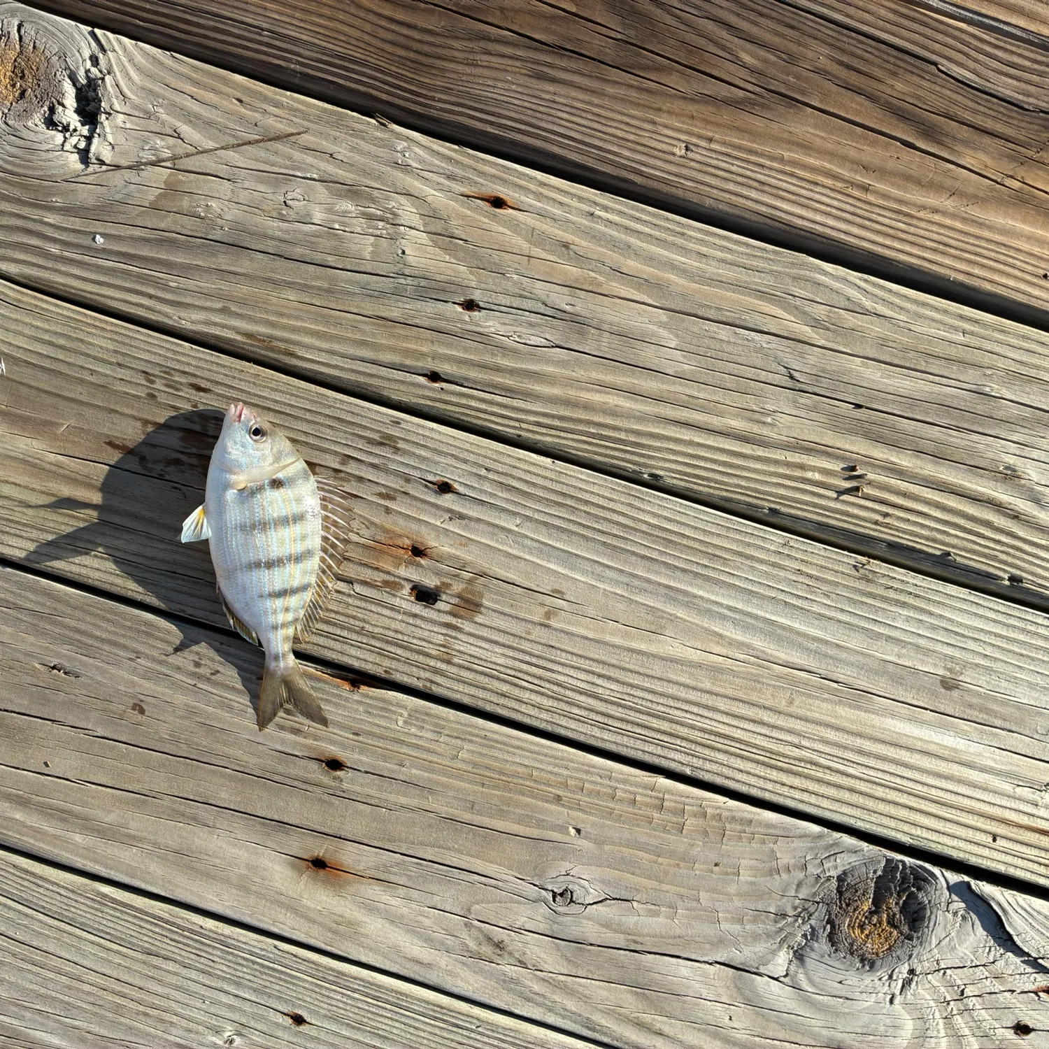 Pinfish caught on Fishbrain