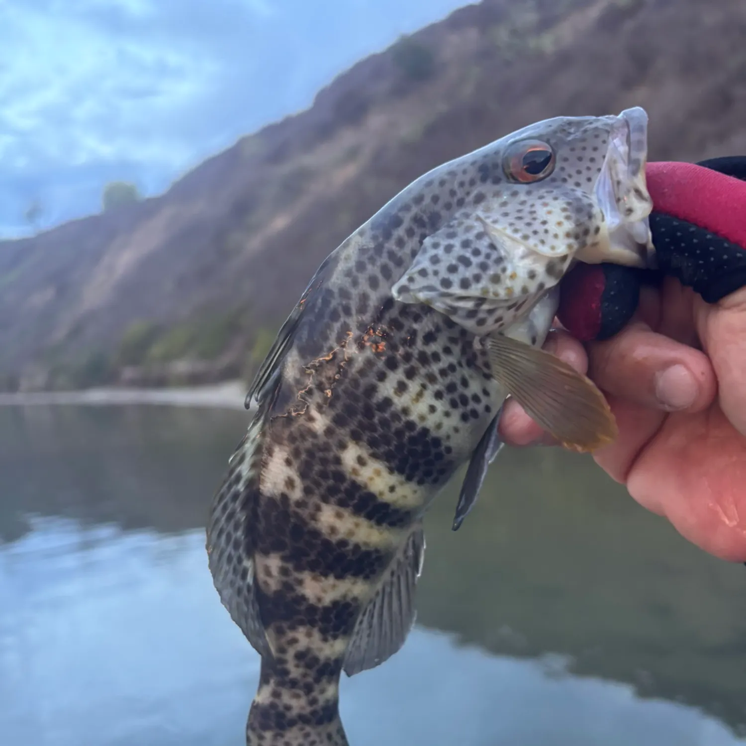Spotted sand bass caught on Fishbrain