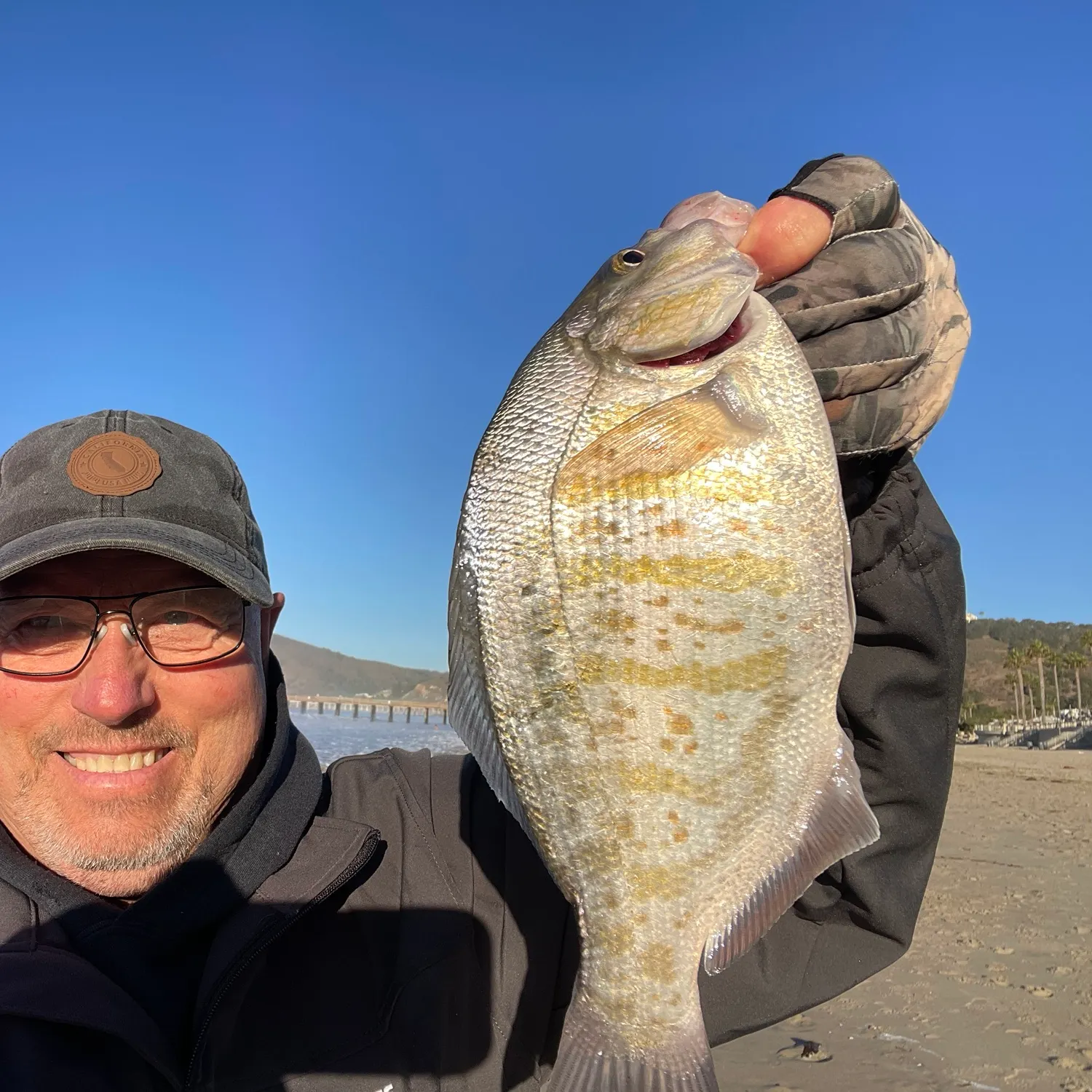 Barred surfperch caught on Fishbrain