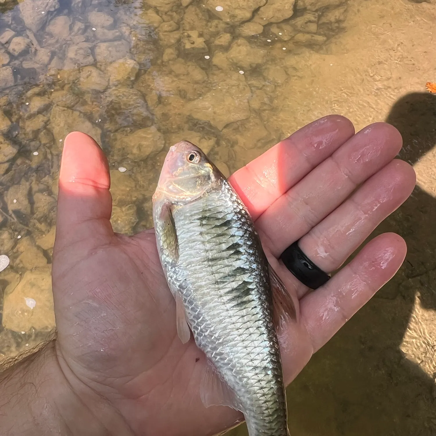Striped shiner caught on Fishbrain
