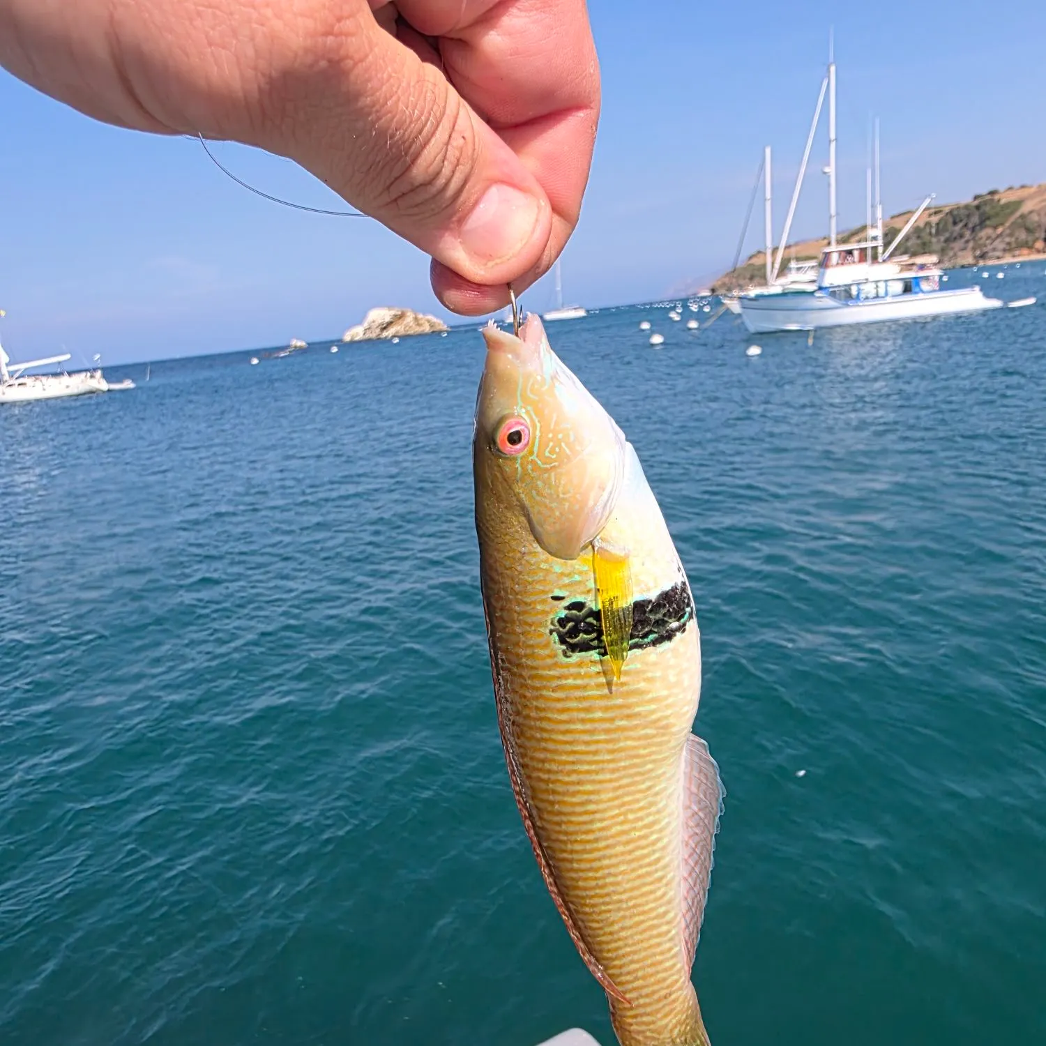 The most recent Rock wrasse catches on Fishbrain