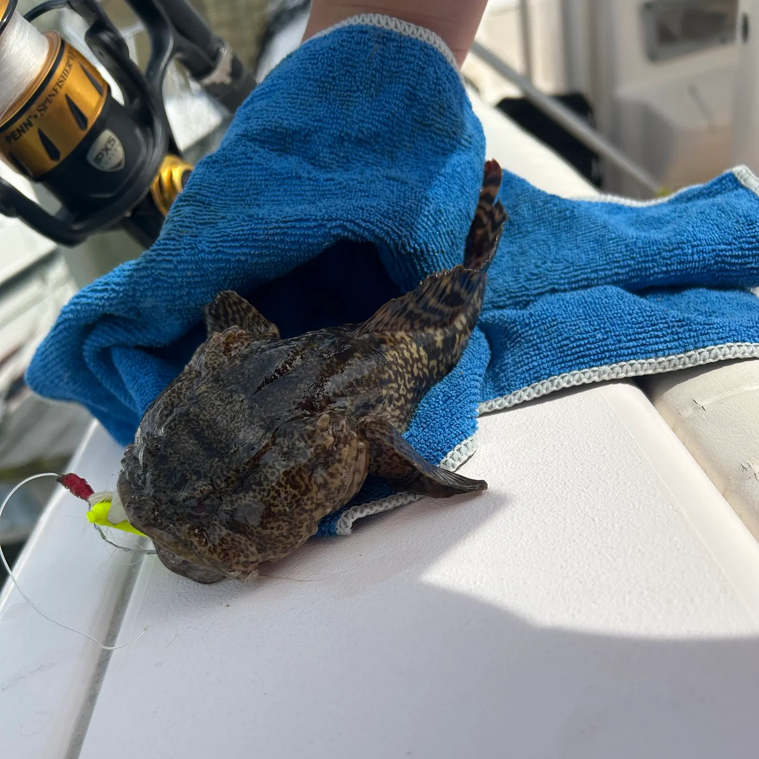 Oyster toadfish caught on Fishbrain