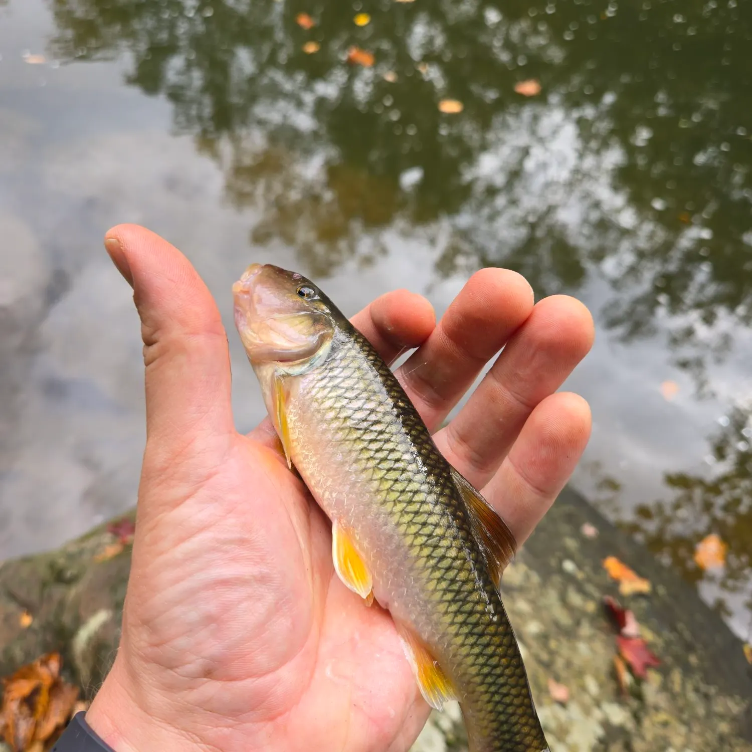 Hornyhead chub caught on Fishbrain