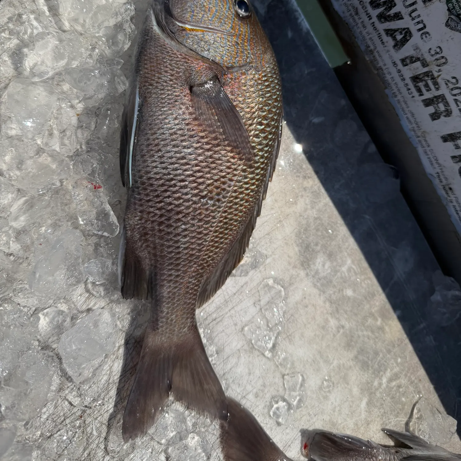 White grunt caught on Fishbrain