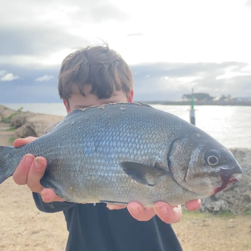 The most recent Silver drummer catches on Fishbrain