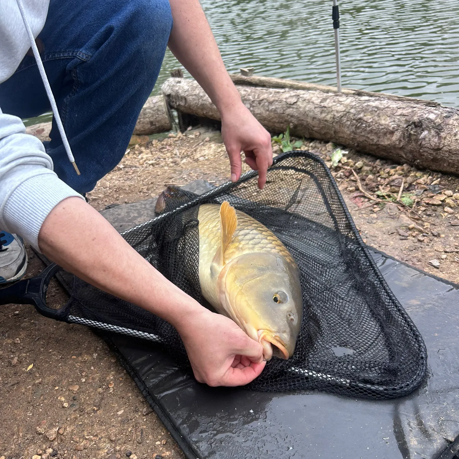 Common carp caught on Fishbrain