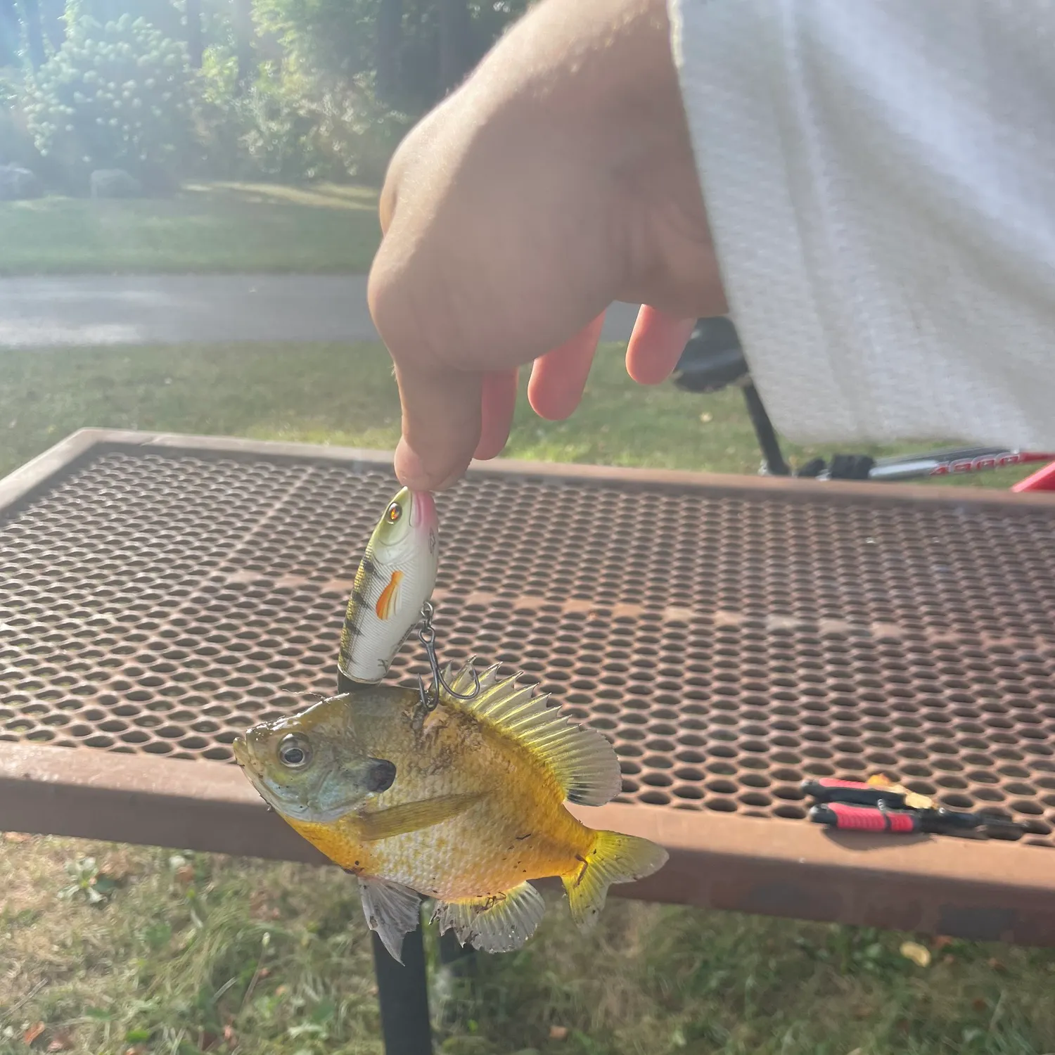 Bluegill caught on Fishbrain