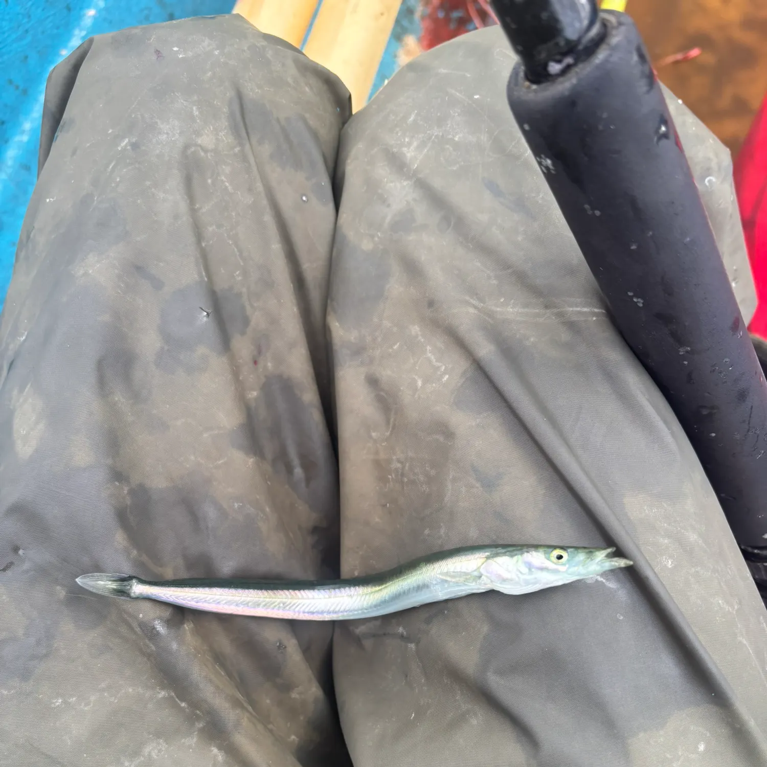 The most recent Great sandeel catches on Fishbrain