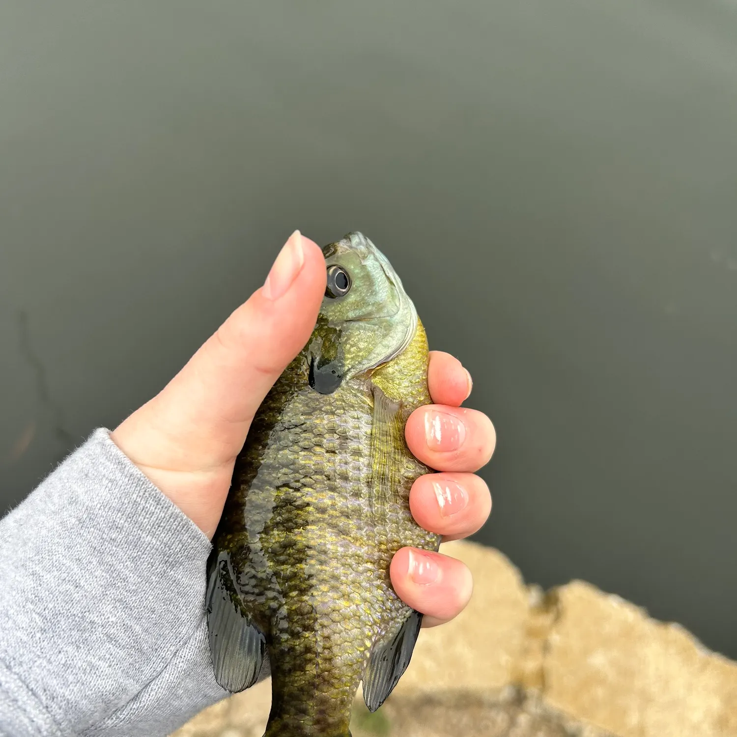 The most recent Atlantic blue marlin catches on Fishbrain