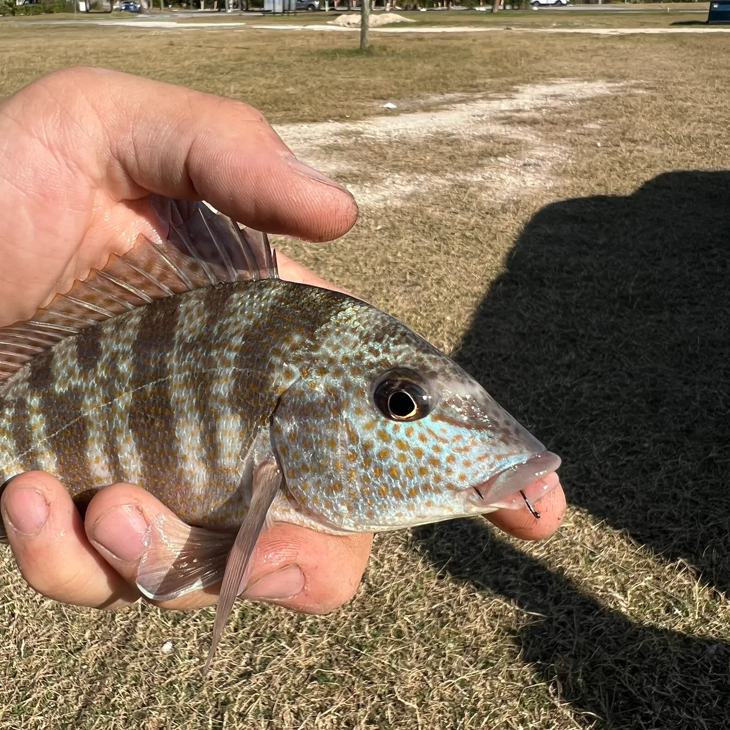 The most recent Pigfish catches on Fishbrain