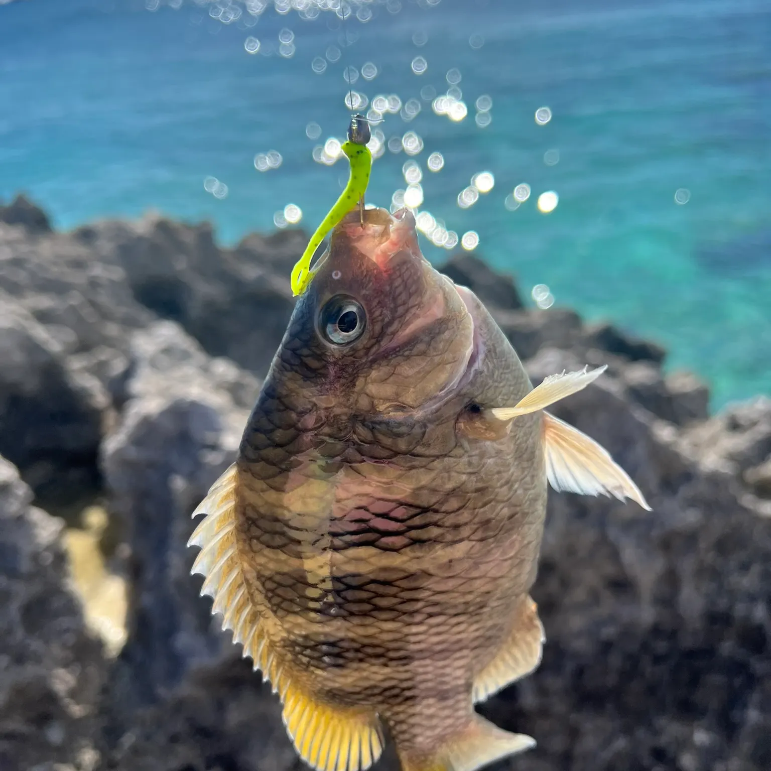 most liked catch image