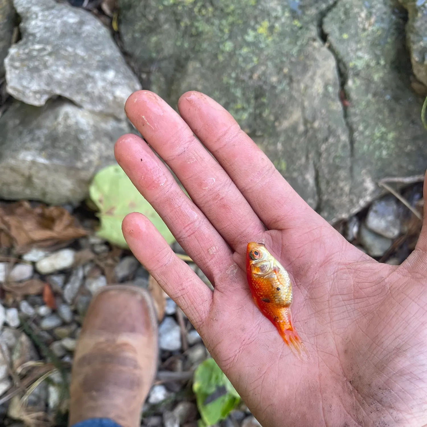 Goldfish caught on Fishbrain