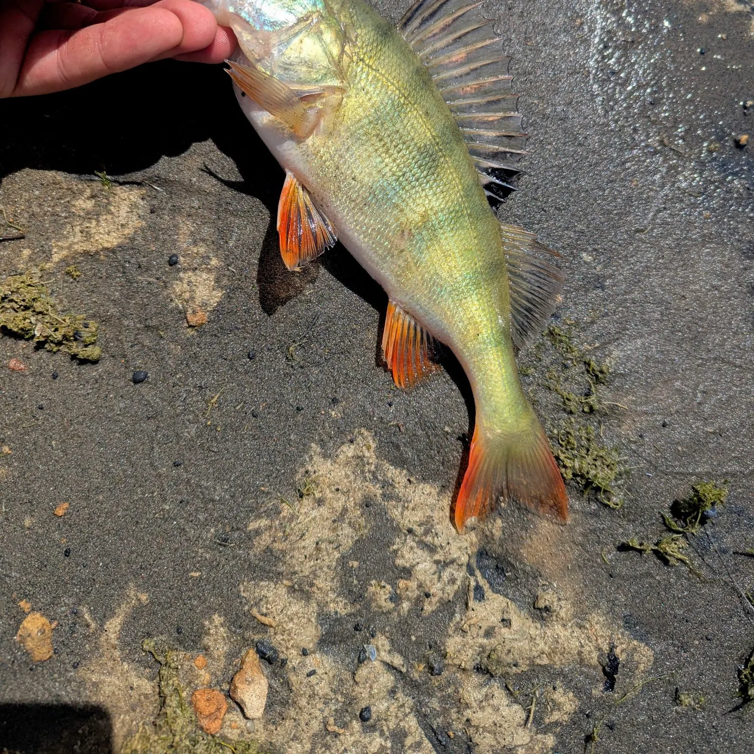 European perch caught on Fishbrain