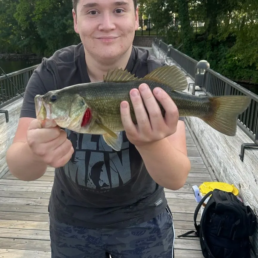 Largemouth bass caught on Fishbrain