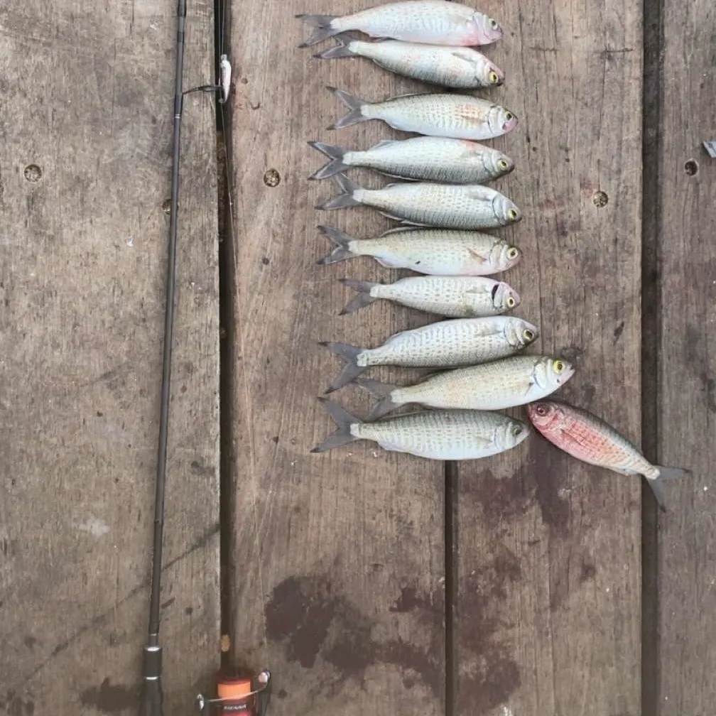 The most recent Australian ruff catches on Fishbrain