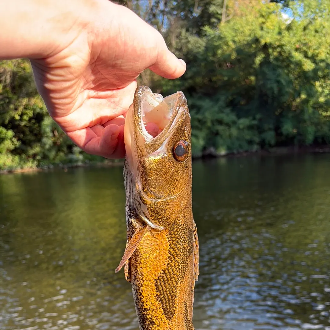 Sauger caught on Fishbrain