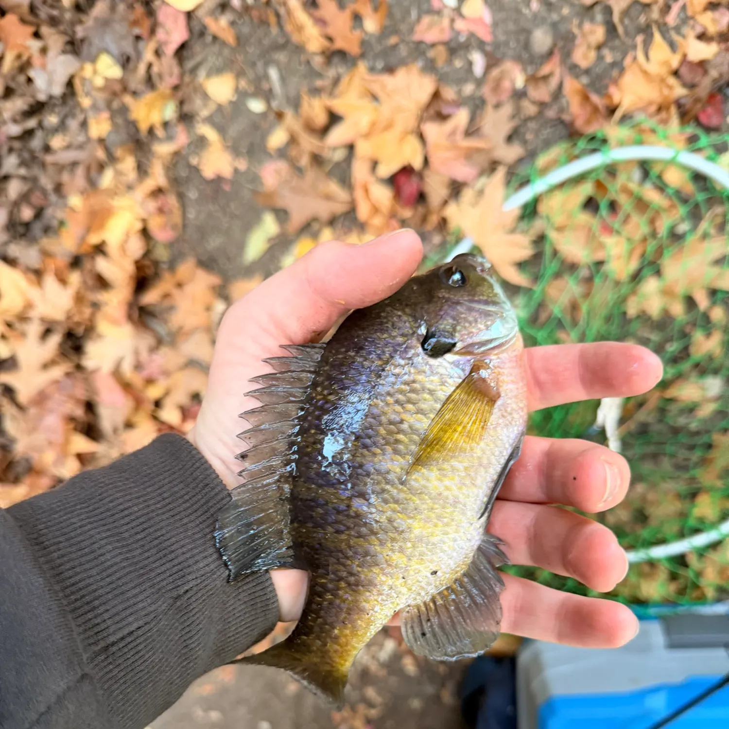 Bluegill caught on Fishbrain