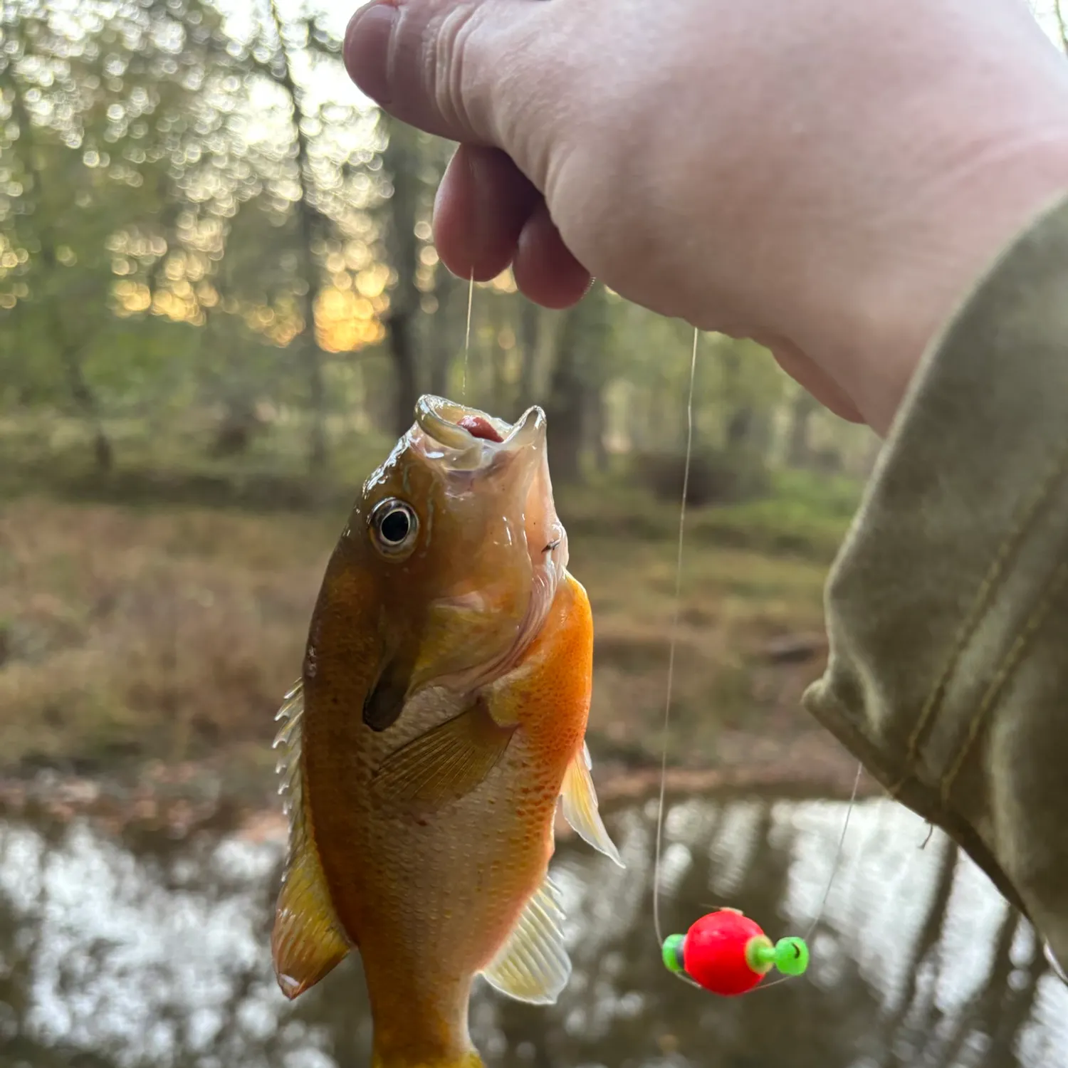 Redbreast sunfish caught on Fishbrain