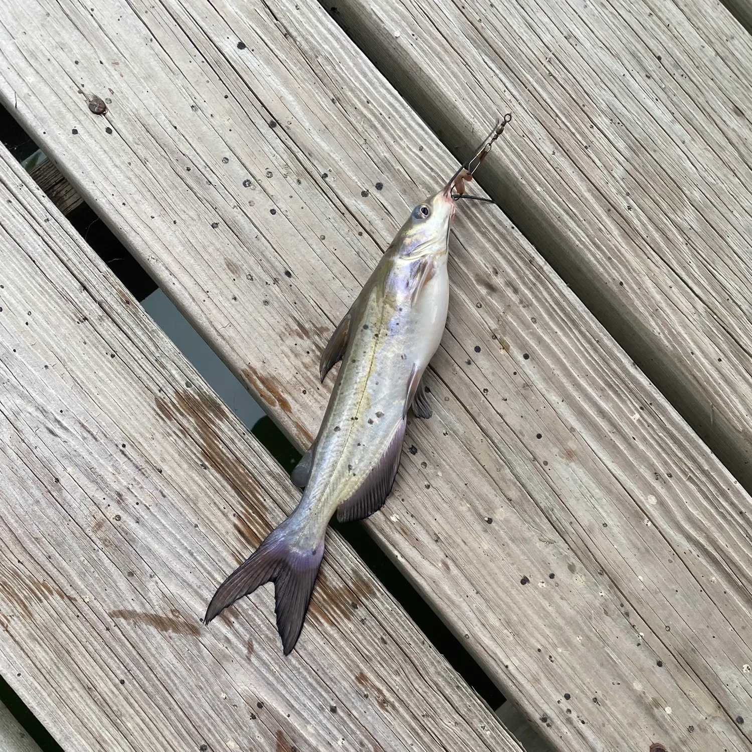 Channel catfish caught on Fishbrain