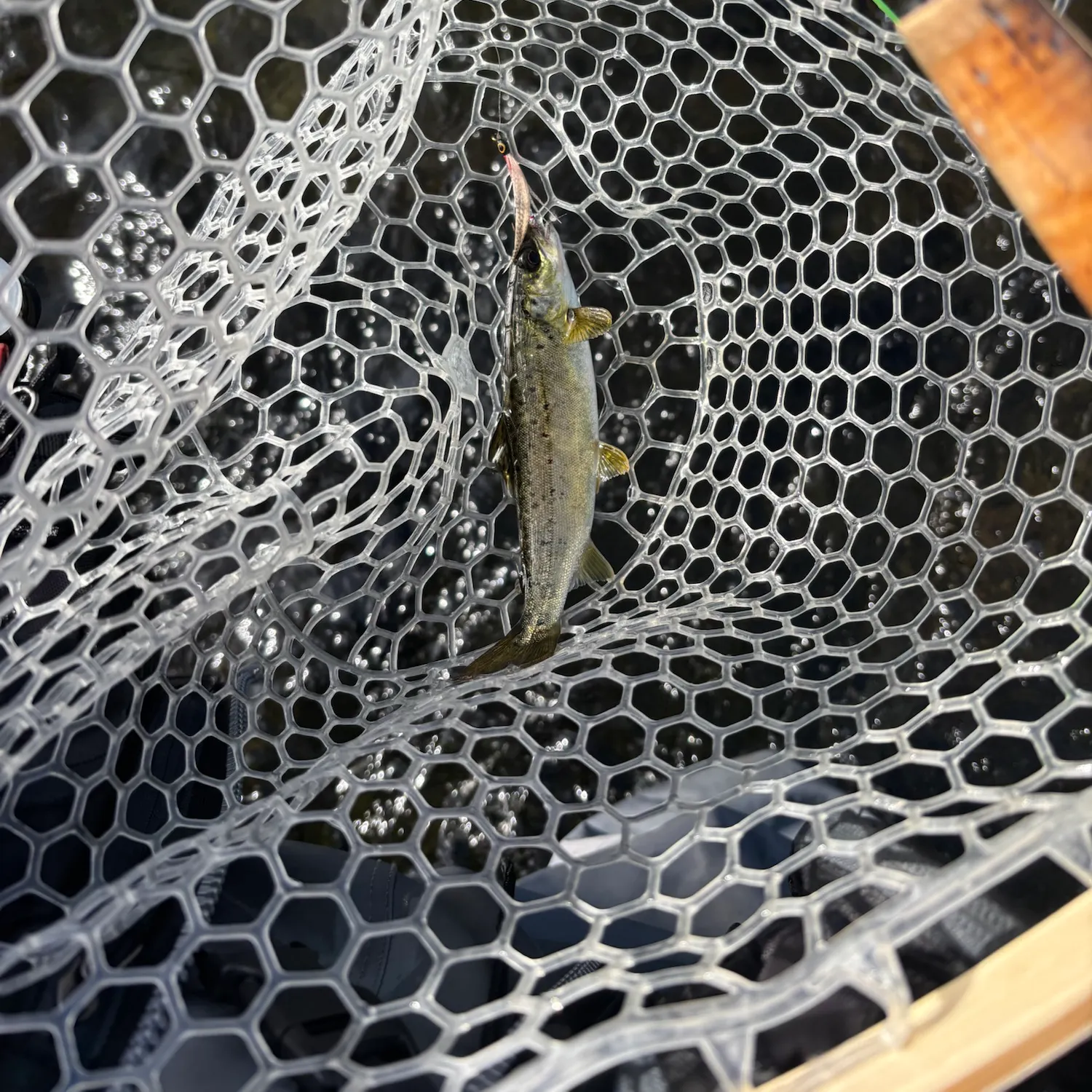 Landlocked atlantic salmon caught on Fishbrain
