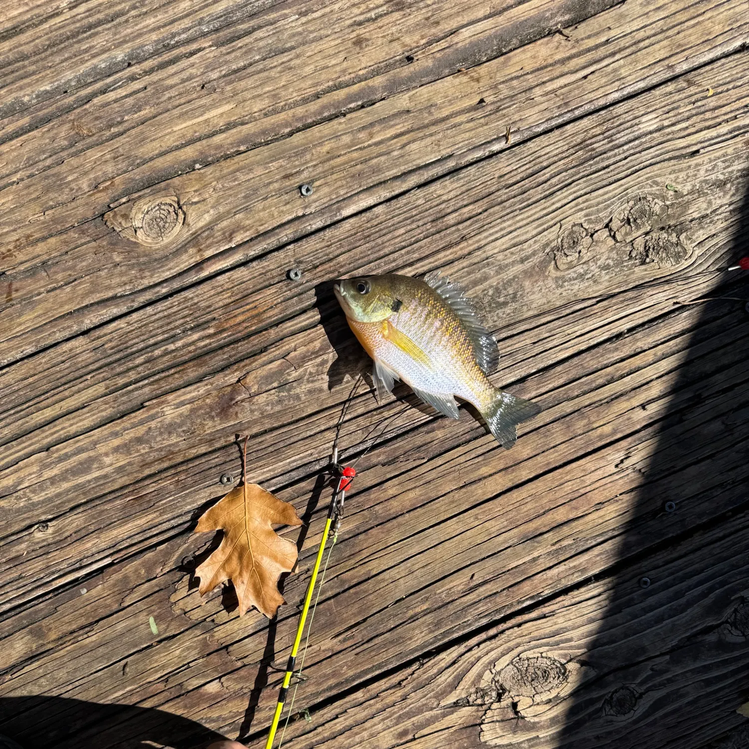 Bluegill caught on Fishbrain