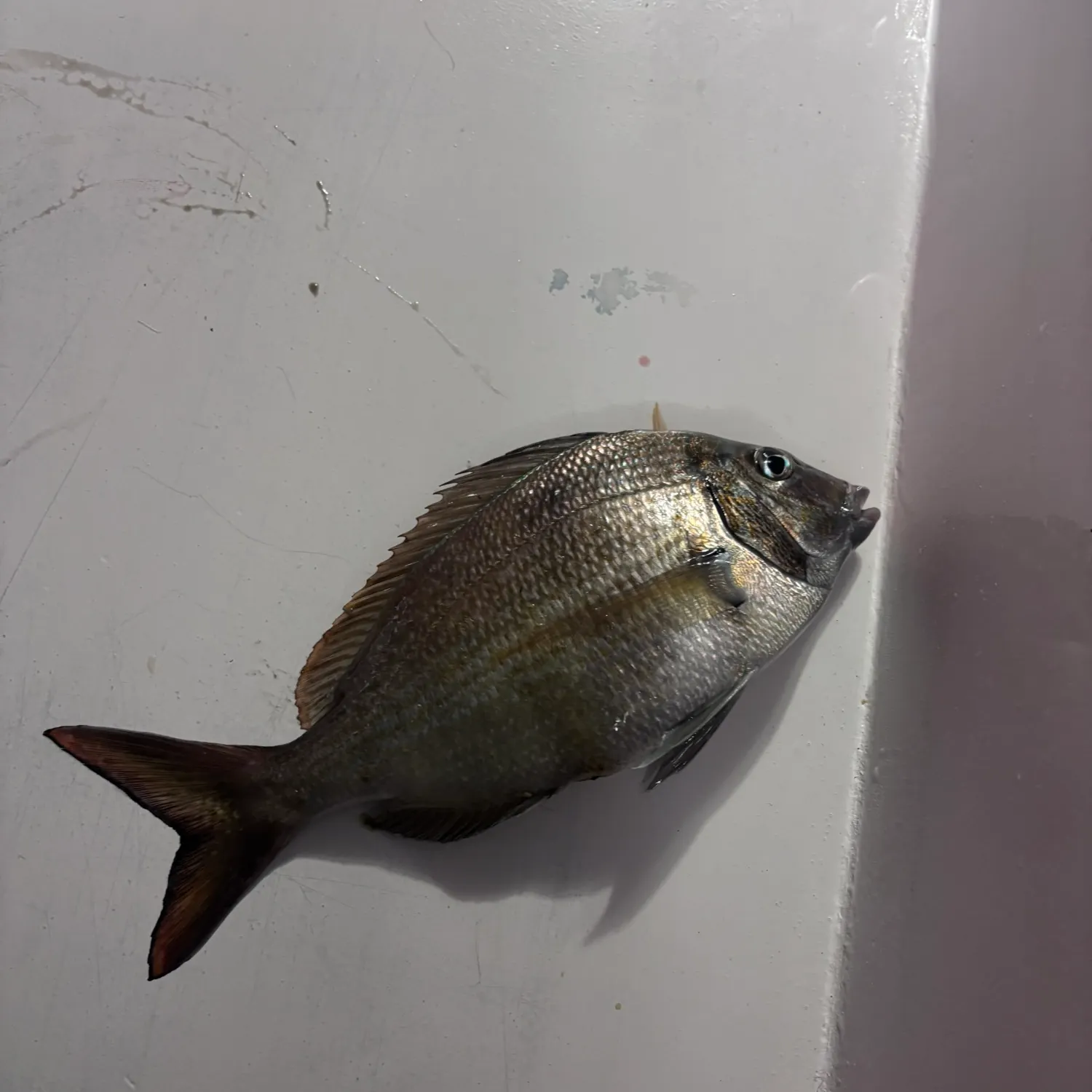Scup caught on Fishbrain