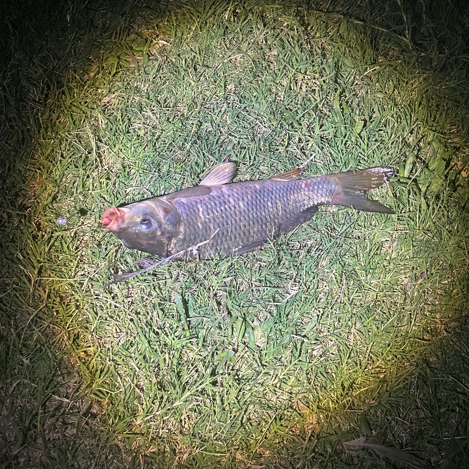 Common carp caught on Fishbrain
