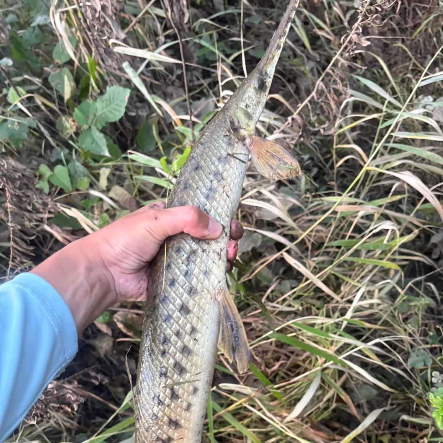 The most recent Longnose gar catches on Fishbrain