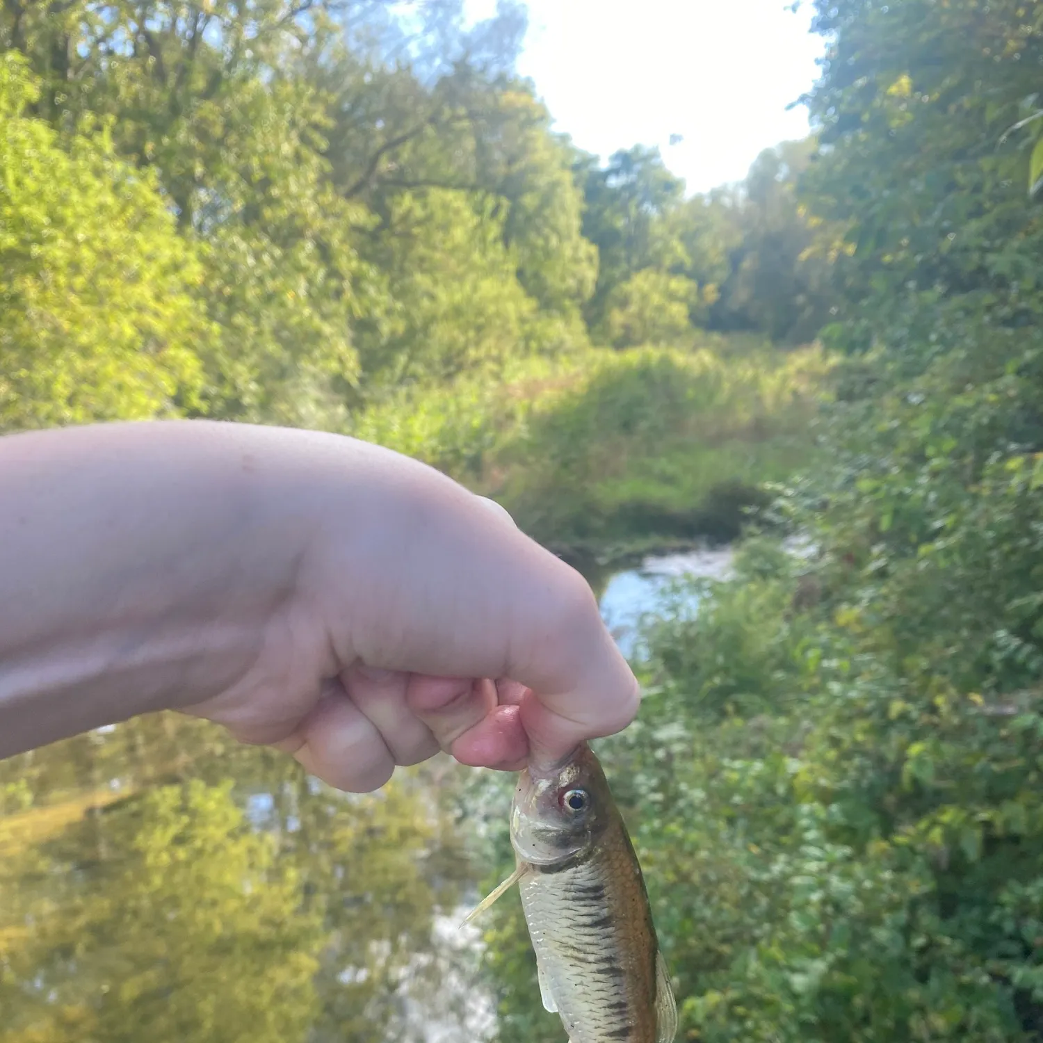 The most recent Striped shiner catches on Fishbrain