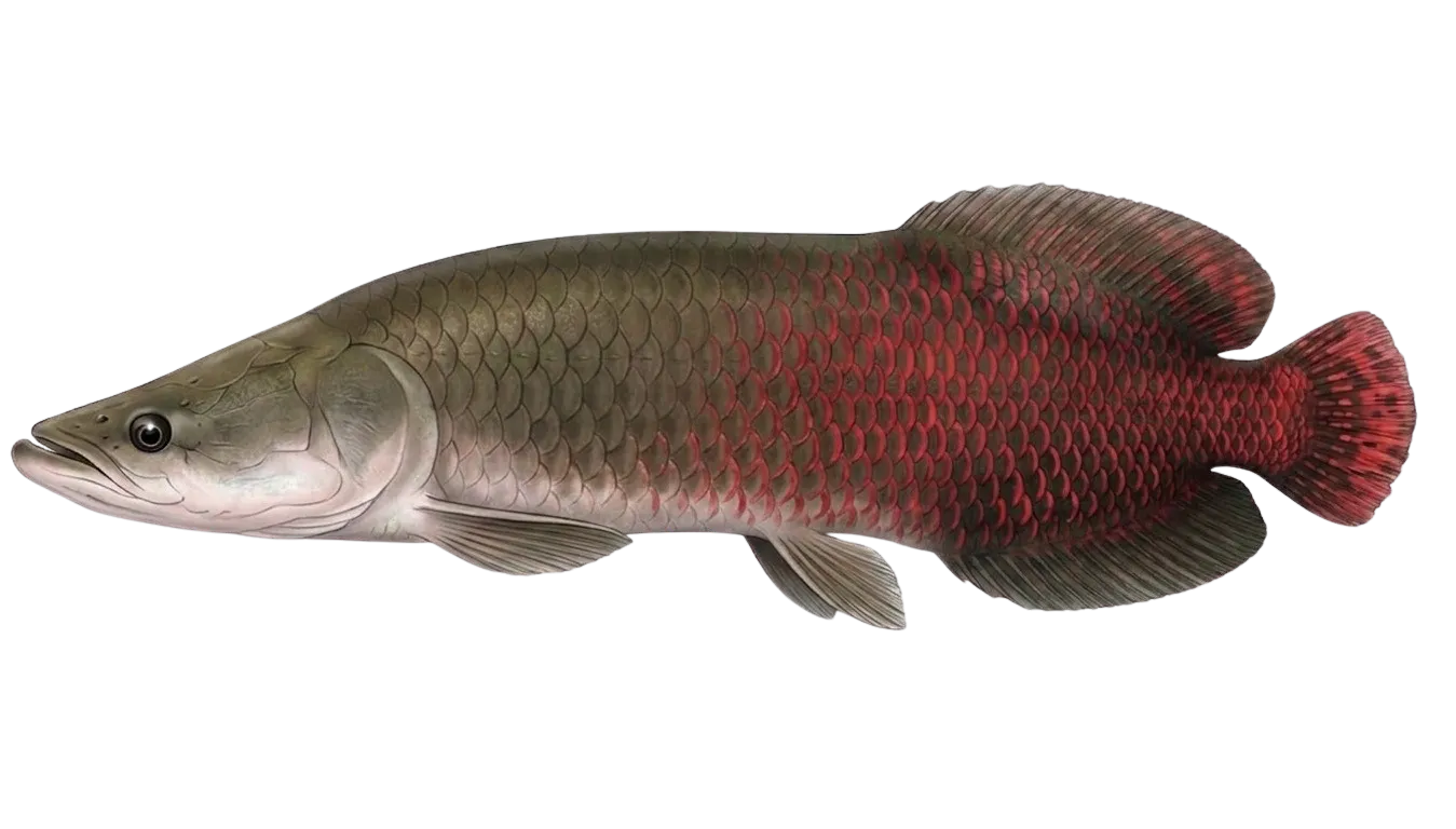 Arapaima