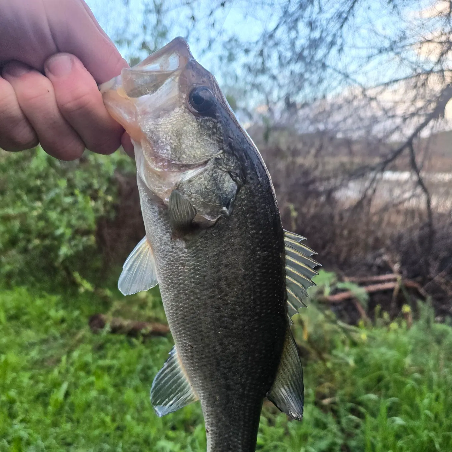 The most recent Largemouth bass catches on Fishbrain
