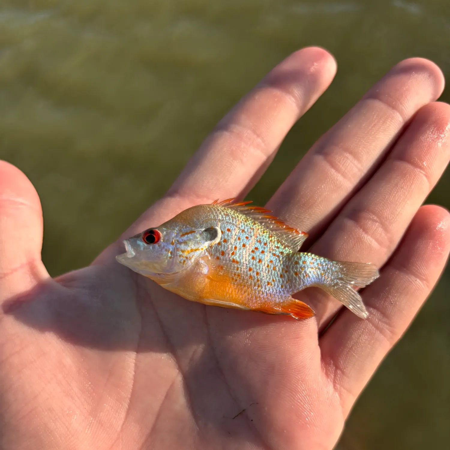 The most recent Orangespotted sunfish catches on Fishbrain