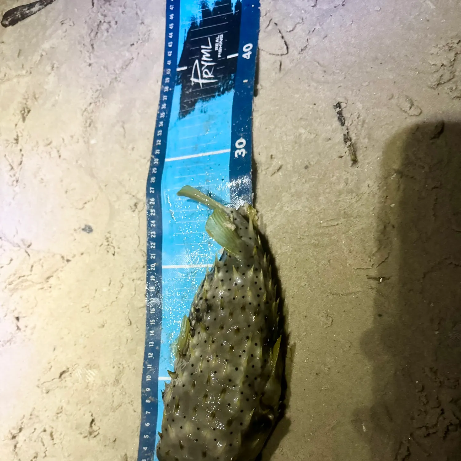 The most recent Spot-fin porcupinefish catches on Fishbrain