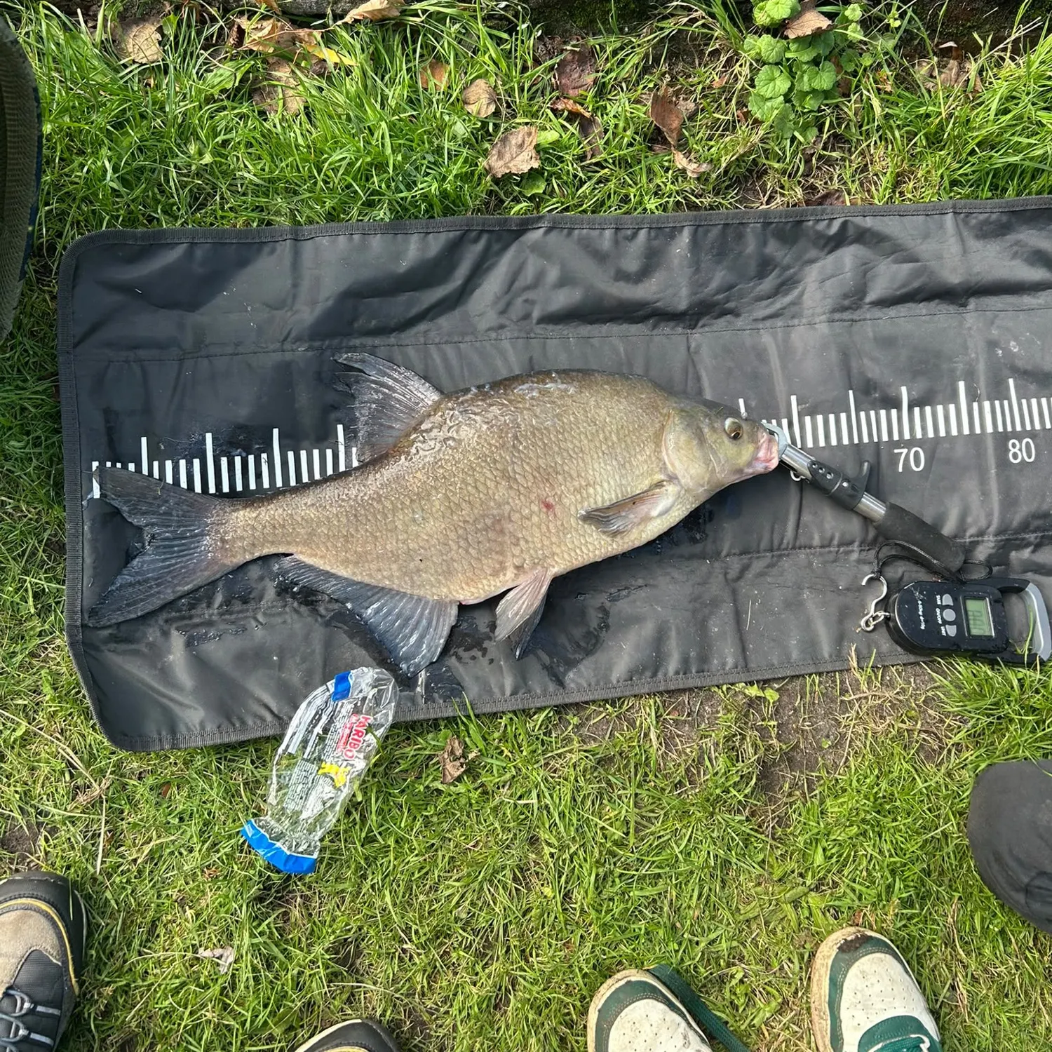 Common bream caught on Fishbrain
