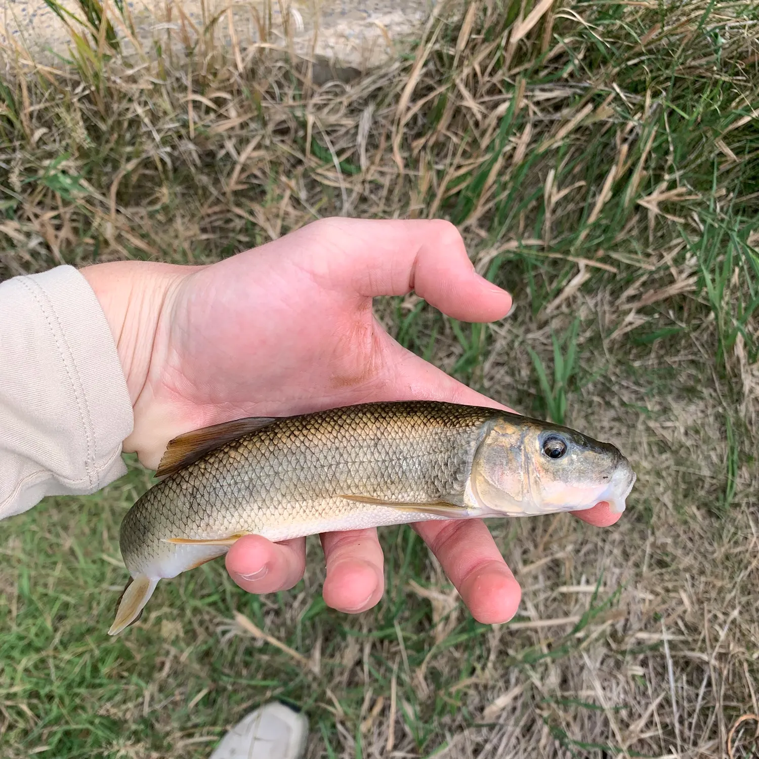 White sucker caught on Fishbrain