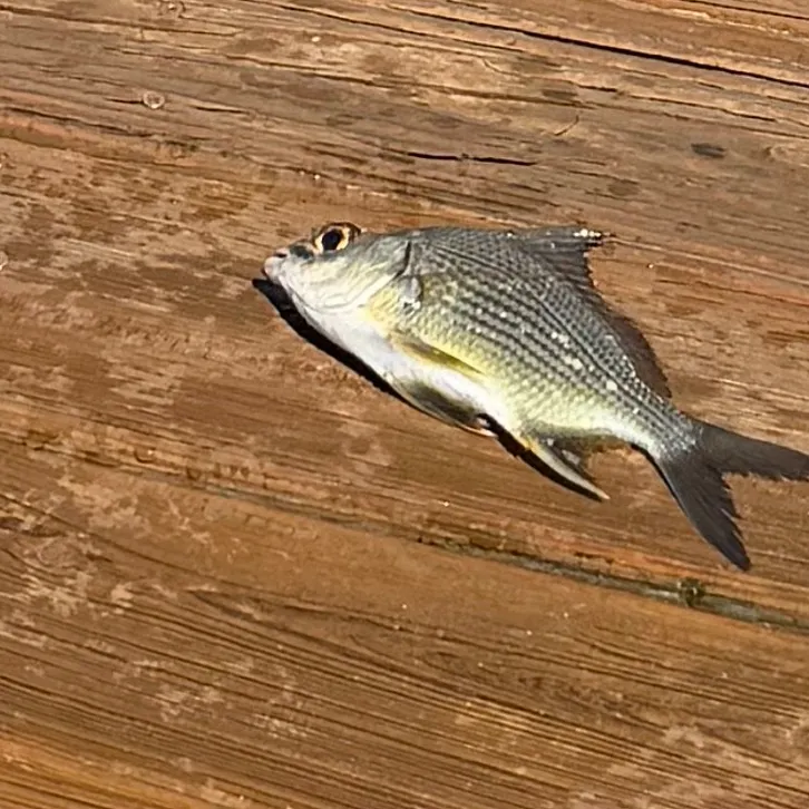 Striped mojarra caught on Fishbrain