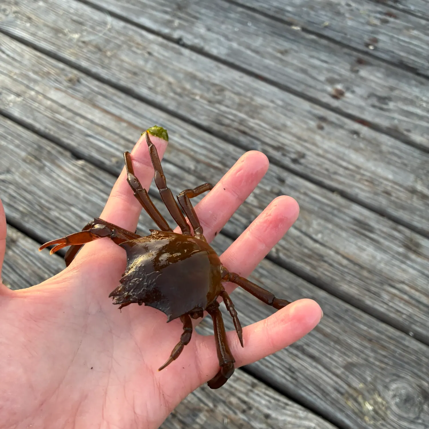 The most recent Northern kelp crab catches on Fishbrain