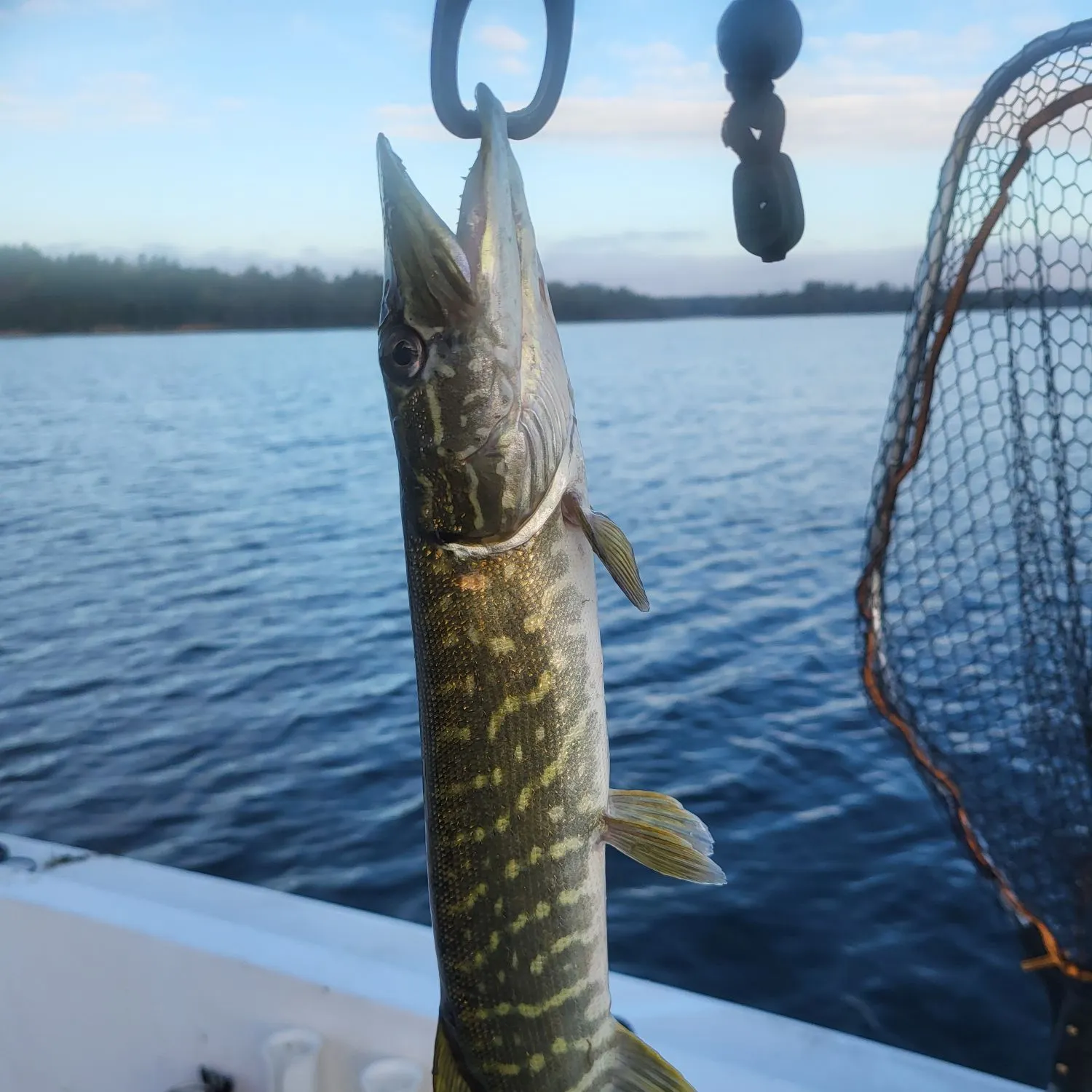 Northern pike caught on Fishbrain
