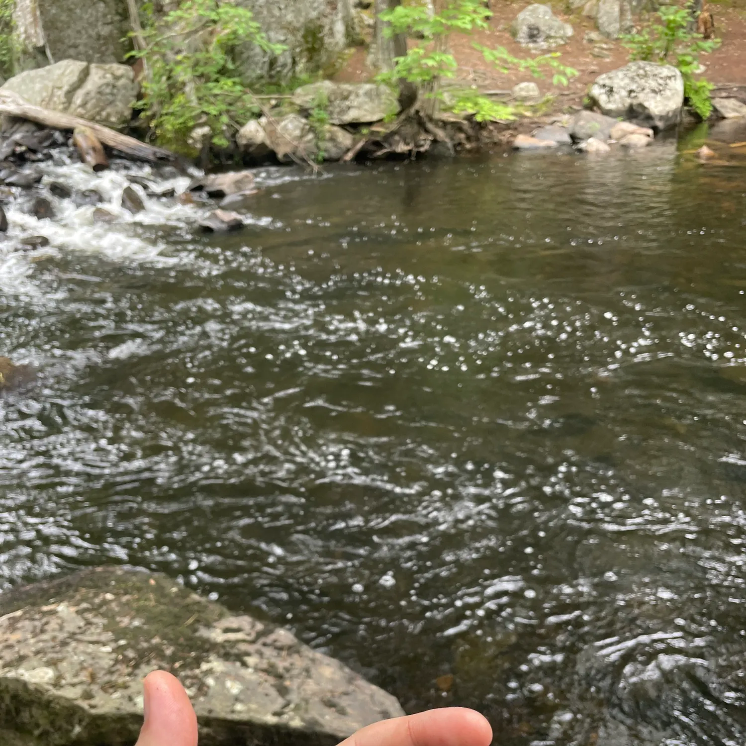 The most recent Fallfish catches on Fishbrain