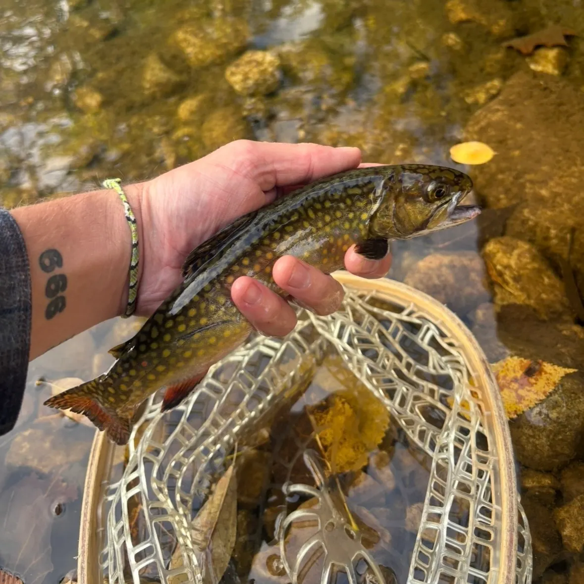 Brook trout caught on Fishbrain