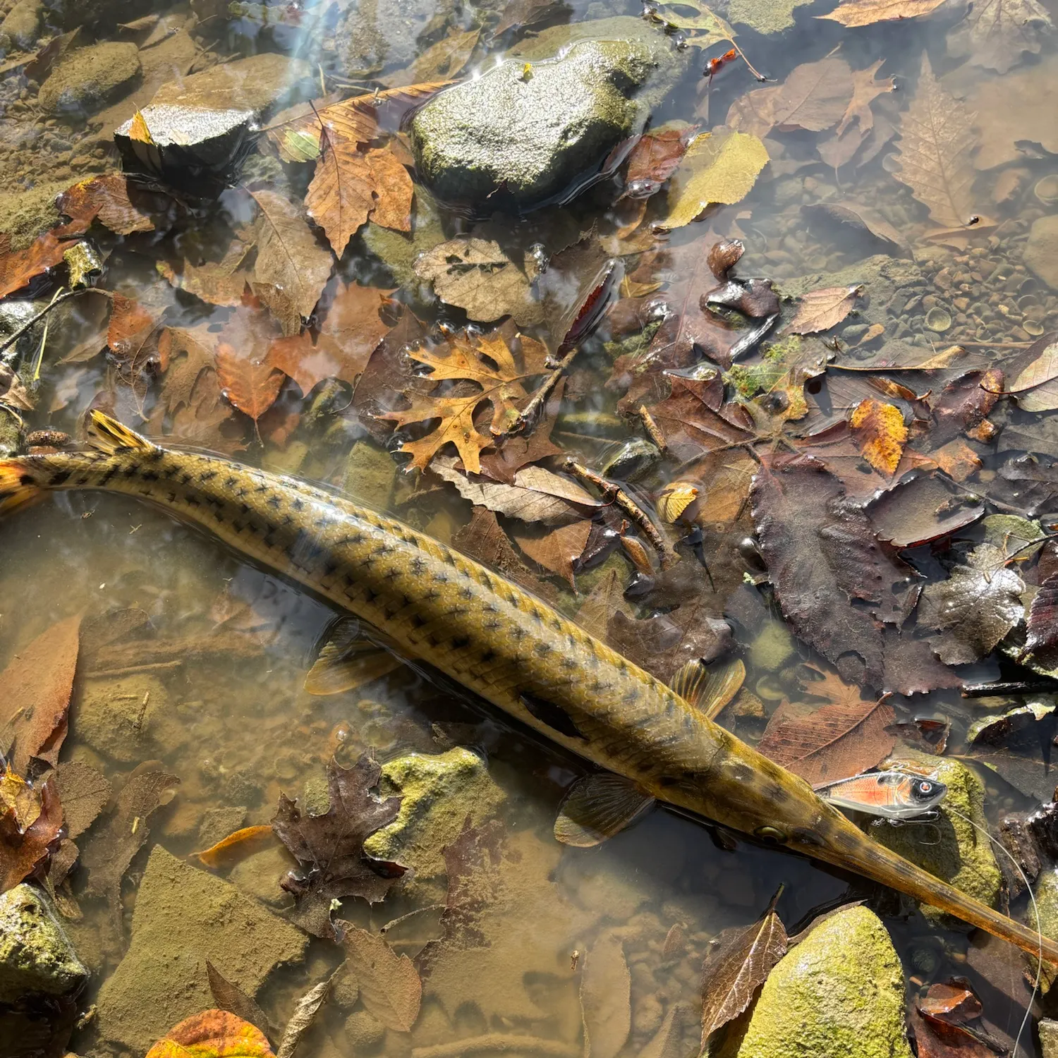 Spotted gar caught on Fishbrain