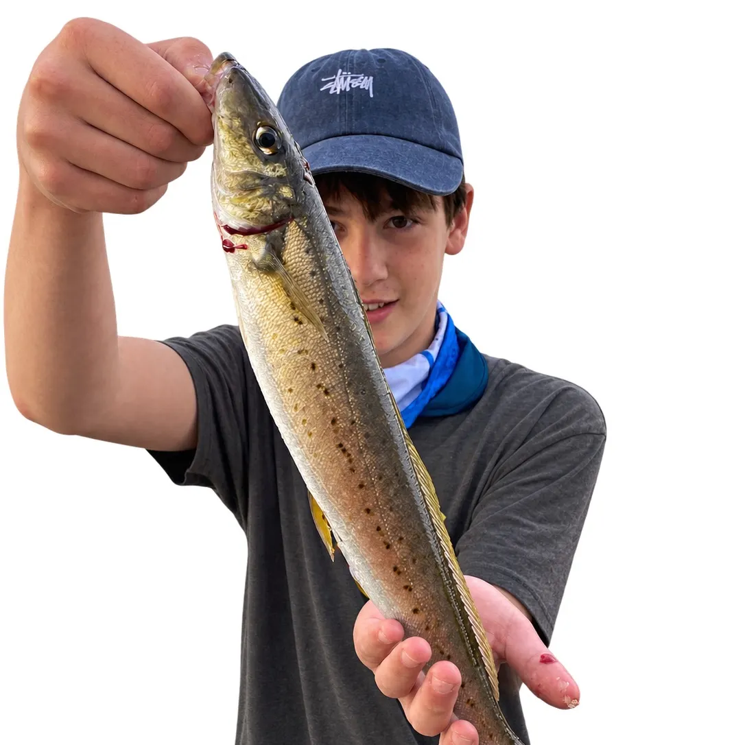 The most recent King George whiting catches on Fishbrain