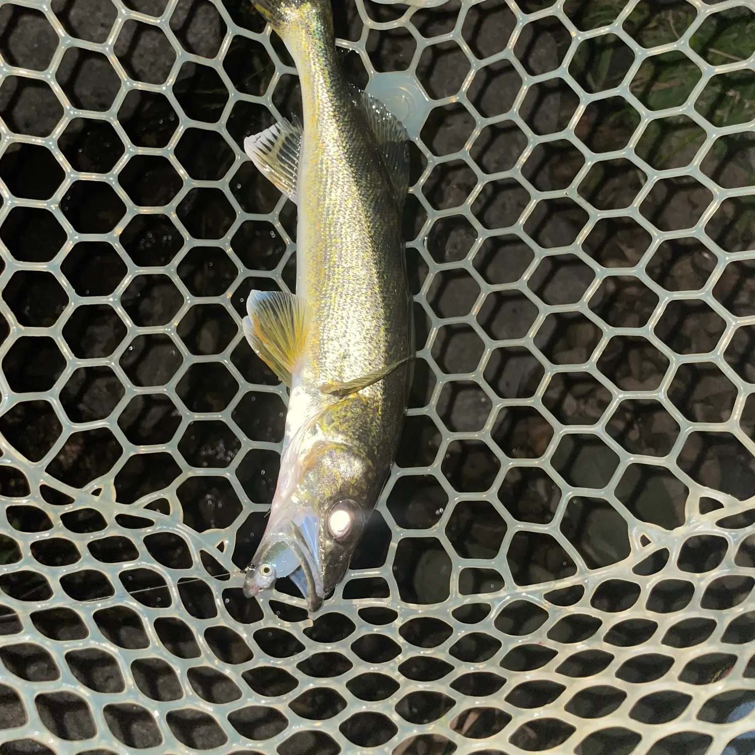 Walleye caught on Fishbrain